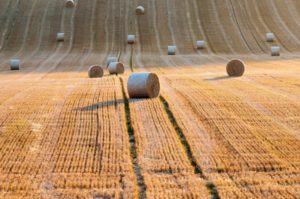 Images of the South Downs