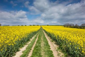 Views across the South Downs Way